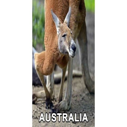Red Roo Aussie 4D Big Red Roo Postcard - Memories of Australia