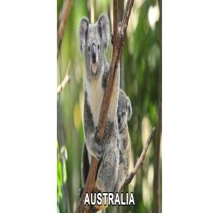 4D Koala and Baby Postcard