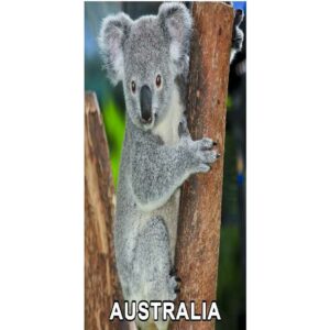 4D Koala on Tree Postcard