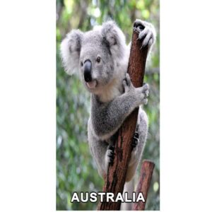 4D Koala on Branch Postcard