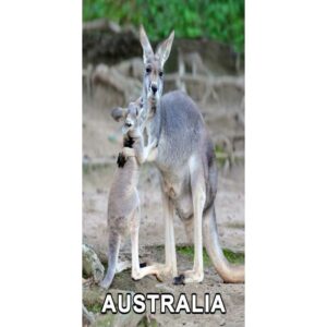 4D Roo and Joey Postcard