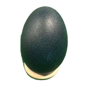 Blank Emu Egg